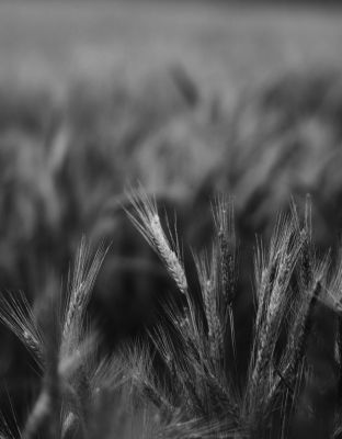 Lirikonfestova galerija / Ksenija Mikor / 21 pogledov na lirični avanturizem (5) 