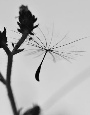 Lirikonfestova galerija / Ksenija Mikor / 21 pogledov na lirični avanturizem (6) 