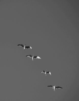 Lirikonfestova galerija / Ksenija Mikor / 21 pogledov na lirični avanturizem (12) 