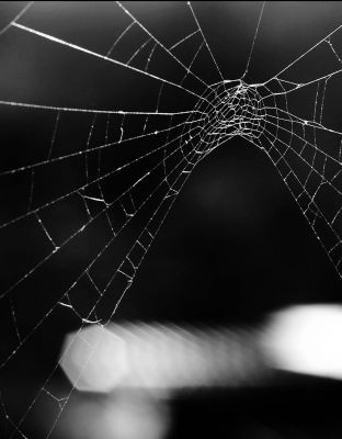 Lirikonfestova galerija / Ksenija Mikor / 21 pogledov na lirični avanturizem (8) 